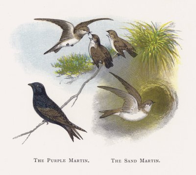 The Purple Martin, The Sand Martin by Alexander Francis Lydon